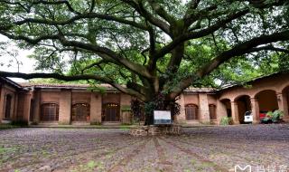 墨西哥人是印第安人吗 墨西哥人是印第安人吗